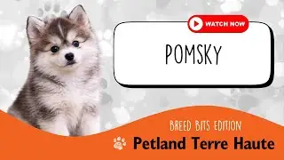 Breed Bits: A Little Dose of Pomsky Love 🐾