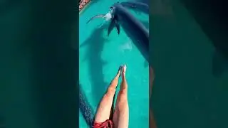 Waterslide into pool full of giant fish #funny #memes