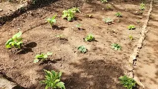 New! An all Hosta garden! The most reliable and versatile perennial in my zone 8a garden.