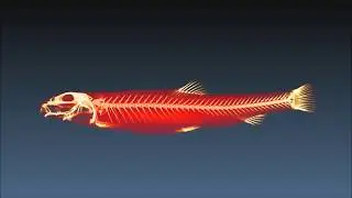 A CT scanned image of Cobitis&nbsp;minamorii&nbsp;yodoensis
