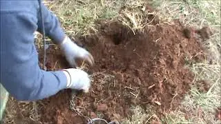 fox and coyote trapping...bedding a foothold trap in peat moss