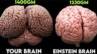 The Extraordinary Brain of Albert Einstein: Why Einstein was so intelligent