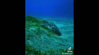 #explore #scubadiving #divingadventure #diving #motivation #scuba #music #underwater #ocean #turtle