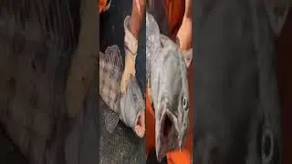 Rare wolf fish caught in US, video surfaces