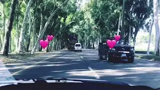 Side road covers with tree | Beautiful road scene | vaaste song | Whatsapp/IGstatus