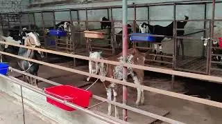 Goat farming on terrace|ghar ki chat pe goat farm|9302311118