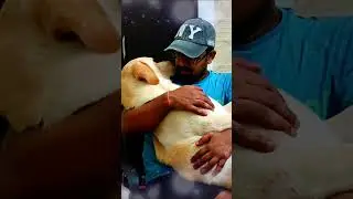 Cute Lab in owners lap | Lab owner love | #labradorretreiver