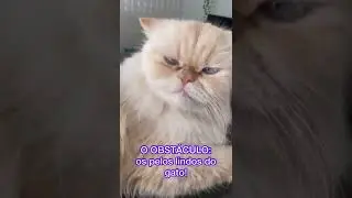 🐱 Suplemento Vitam&iacute;nico-Amino&aacute;cido Avert Queranon Pasta para Gatos 💛
