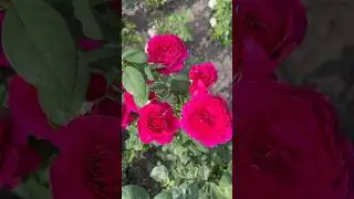 Троянда Біг Перпл. (Big Purple) Ч/Г #троянди #rose #garden #flowers #квіти