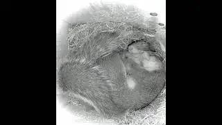 Sleeping squirrels (no soundtrack)