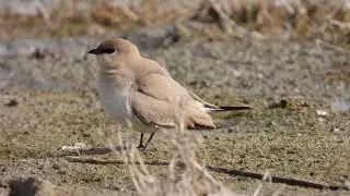 Small Pratincole