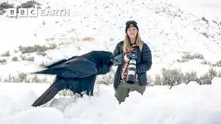 Journey Through Yellowstone: POV of a Wildlife Photographer | In Search Of Nature | Earth Explore