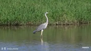 蒼鷺 Ardea cinerea