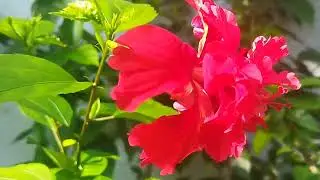 House Garden| Beautiful Flowers 