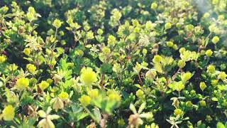 Gallery Six - Ambient Mix Series vol.1