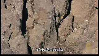 【动物世界】生存还是灭亡？雏鹰后续！