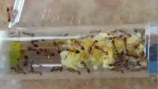 leptothorax acervorum ant farms colony formicariums ants