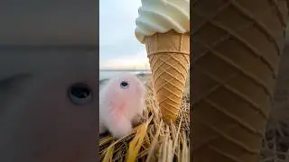Bayside Ice Cream