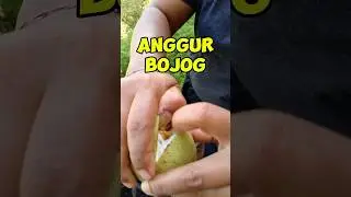 Ingin tahu isi buahnya, bentuk buah markisa beragam@laskartaru #tanaman#alam#buah #buahsegar#alami