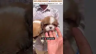 NO. 1 PETSHOP IN BANGALORE QUALITY PUPPIES 🐶 AT WHOLESALE PRICE #doglover #petloversbanglore