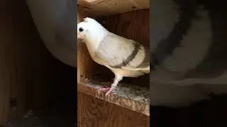 Young German Owl Pigeon