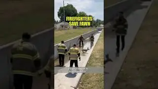 Firefighters Rescue Baby Deer Trapped in Ditch Rapid City Fire Department