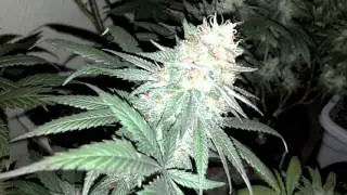 Chunk Berry grown under DormGrows G8-240 Bloom LED