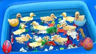 Surprise eggs, surprise fish, surprise balls, frogs, crabs, fish, snakes, stars, ASMR