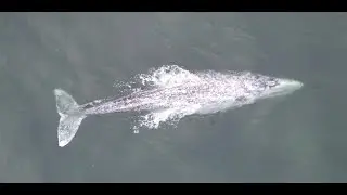 DRONE VIEWS - TOFINO WHALE WATCHING - ORCAS, GREY WHALES & MORE !