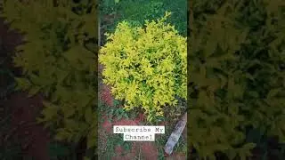 Golden Duranta Pruning Result #shorts