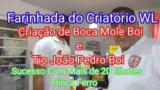 Como fazer a Farinhada do Criat&oacute;rio WL Cria&ccedil;&atilde;o de Trinca Ferro Boca Mole Boi e Tio Jo&atilde;o Pedro Boi