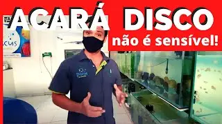 ACARA DISCO NÃO É SENSIVEL!!!  parte 1 VISITA A CRIAÇÃO DE ACARA DISCO DO JAYME EM RECIFE PE