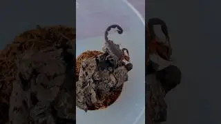 🦂 𝑻𝒆𝒓𝒖𝒆𝒍𝒊𝒖𝒔 (𝒆𝒙. 𝑮𝒓𝒐𝒔𝒑𝒉𝒖𝒔) 𝒈𝒓𝒂𝒏𝒅𝒊𝒅𝒊𝒆𝒓𝒊 #arachnid #scorpio #feeding