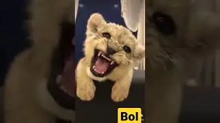 🦁 LION  CUB ROAR cute baby #bestoftheinternet
