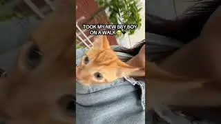MY NEW KITTEN&rsquo;S FIRST TIME OUTSIDE #kitten #kittens #cat #viralpets #kitty