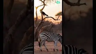 hybrid animal transformation