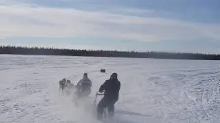 Husky Dog Sledding and Mushing Experience with Pickup and Photo Service [알래스카 오로라 빙하 디날리국립공원 북극권 여행]