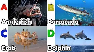 ABC Video for Toddlers | A to Z Alphabet with Sea Animals | Kids Learning Song