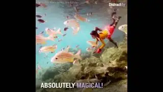 Noustha underwater photography. Video made my Distractify