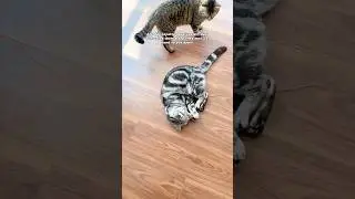 Their happiness is just that simple.😆 #cat #catcare #catlife #pets #funnypet #cattoys #fyp