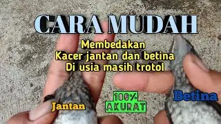 Ciri ciri kacer jantan dan betina trotol