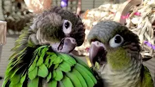 conure parakeet sounds for lonely birds to make them happy