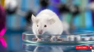 Russian scientists have established how 5G radiation affects the brain of rats.