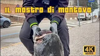 Siluro a Mantova