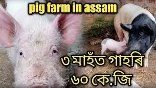 Pig Farm Assam || Assamese Pig farm Vlog ||Atz00 Vlogs ||  Monthly incom
