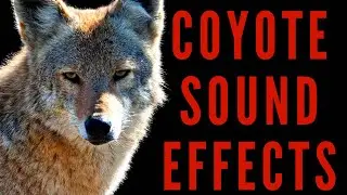 WHAT NOISE DOES A COYOTE MAKE - Coyote Howling Sound Effects | maktub_ytv