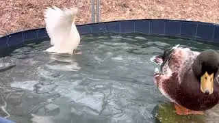 Pet Call Ducks Swimming