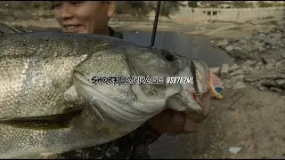 Big Seabass strike! BONE Shore Barrage BSB762ML Two Piece Rod