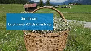 Similasan Euphrasia Wildsammlung