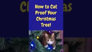 How to Cat Proof Your Christmas Tree!  #christmastree #christmascats #christmascat